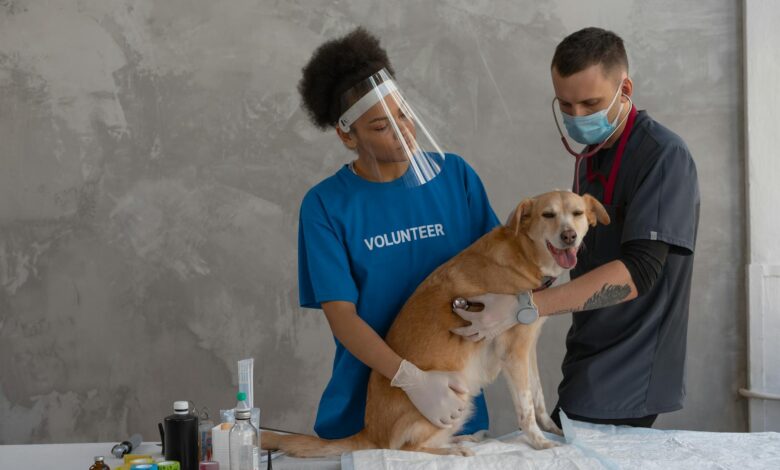 Modern veterinary clinic examination room with medical equipment and examination table