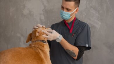 Interior of a small veterinary clinic with an examination table and medical equipment