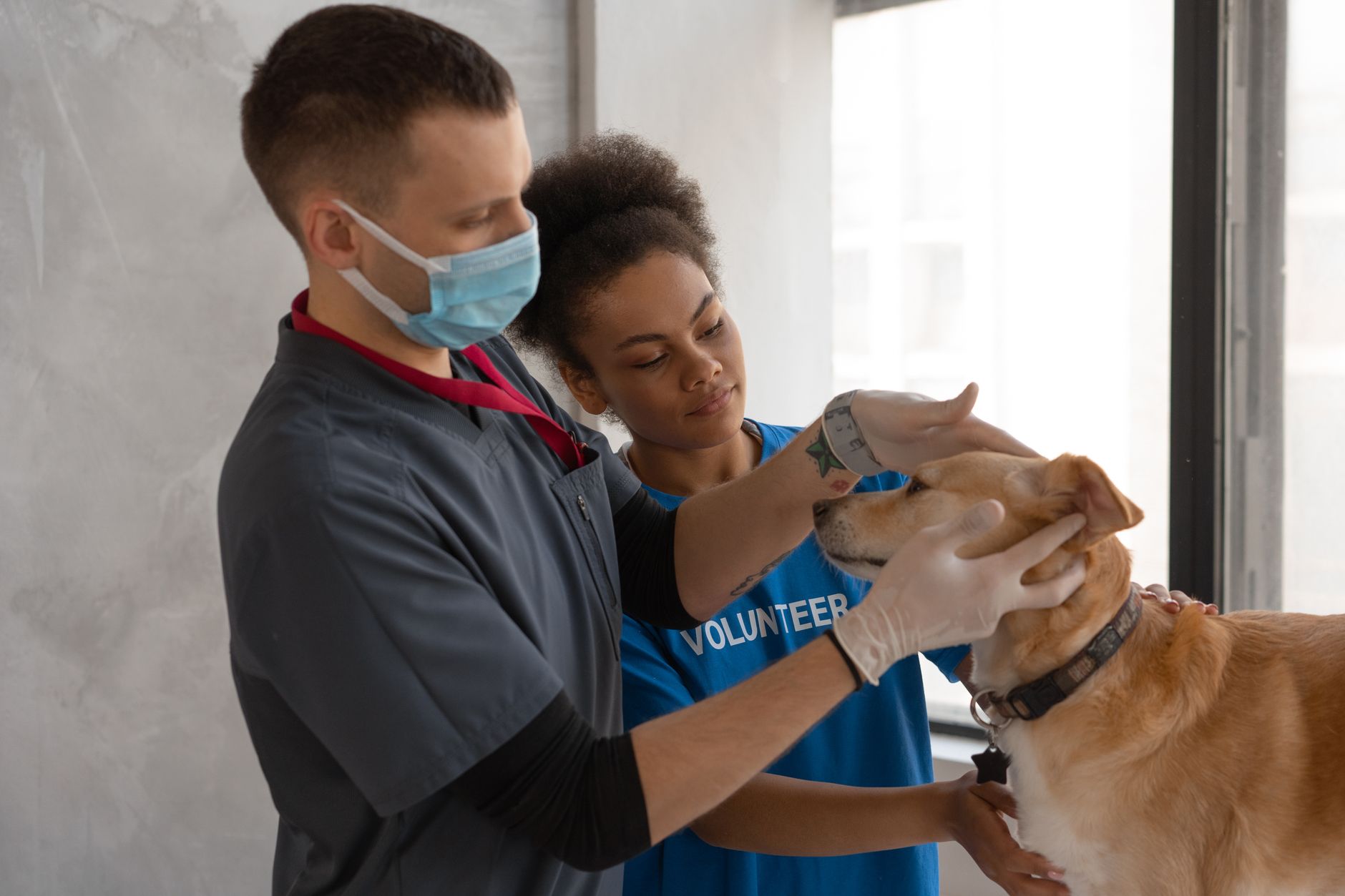 A veterinarian examining a dog on a clinic table during a routine checkup