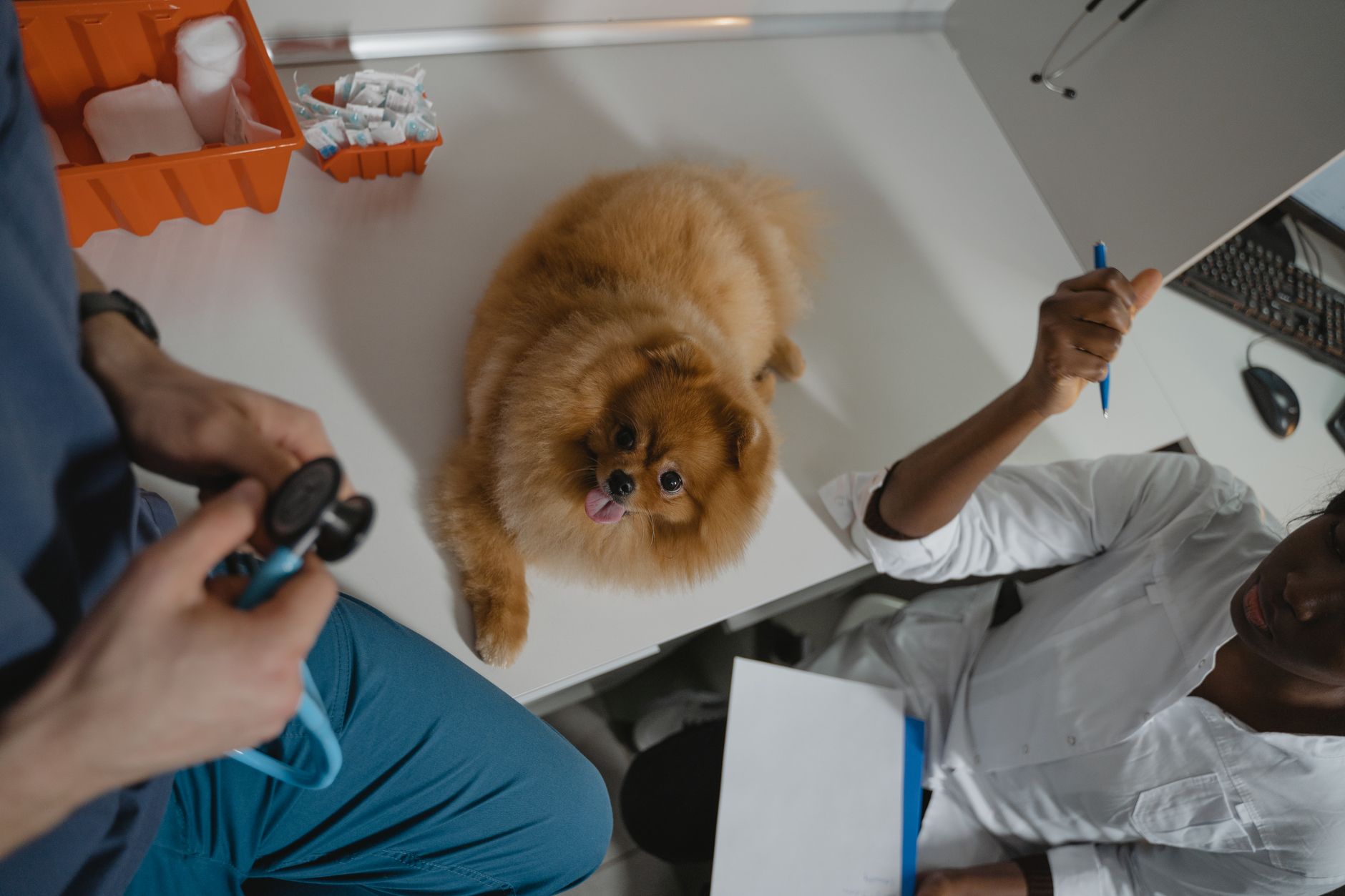 Veterinarian examining a dog on a stainless steel examination table